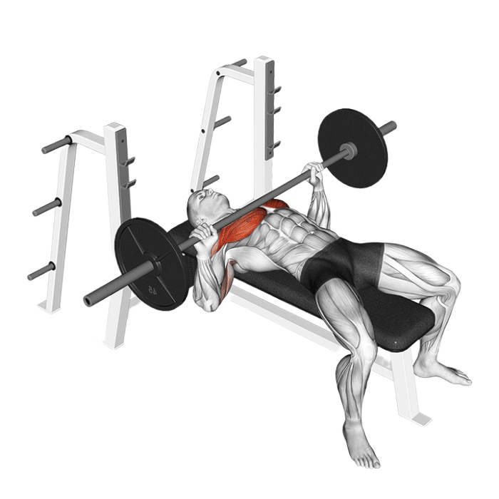 Développé couché (Barre)