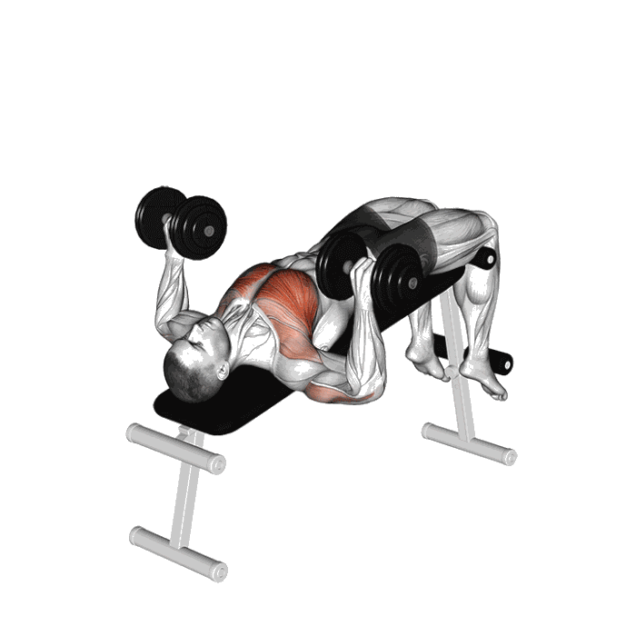 Animation Développé décliné (Haltère)