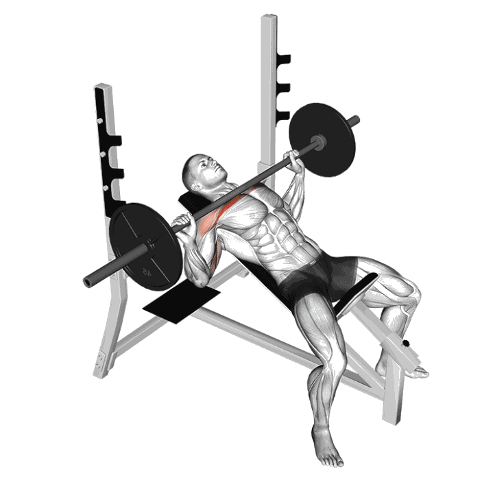 Animation Développé incliné (Barre)