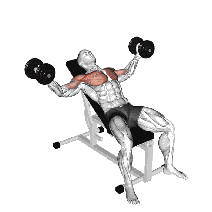 Animation Écartés incliné (Haltères)