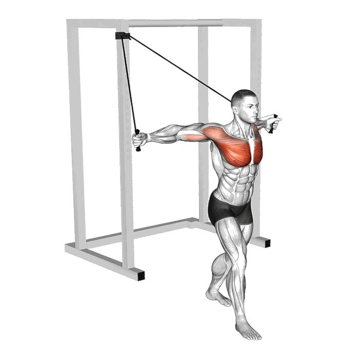 Animation Écartés pectoraux (Élastique)