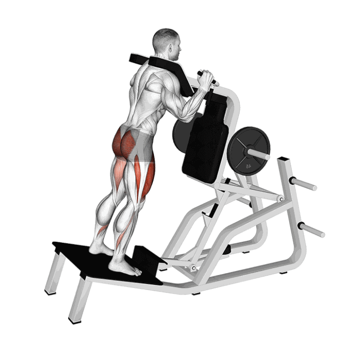 Animation Hack Squat inversé (Machine)