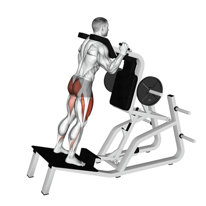 Hack Squat inversé (Machine)