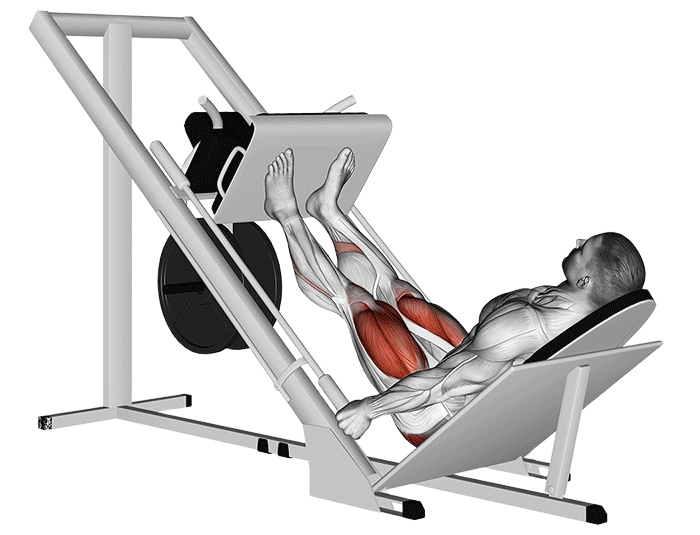 Presse à cuisses (Machine)