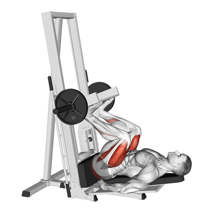 Presse à cuisses verticale