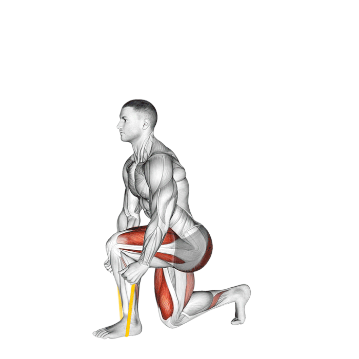 Split squat (Élastique)