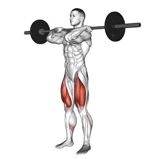 Animation Squat avant (Barre)