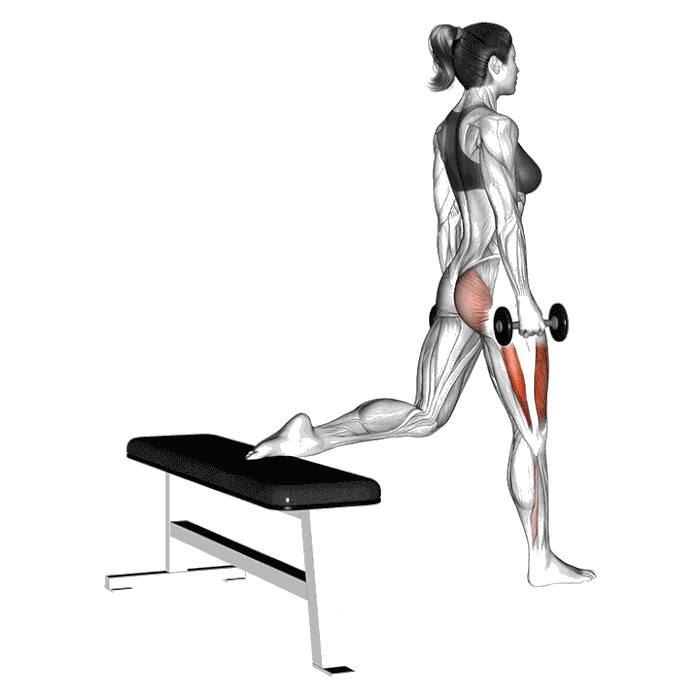 Animation Squat bulgare (Haltères)