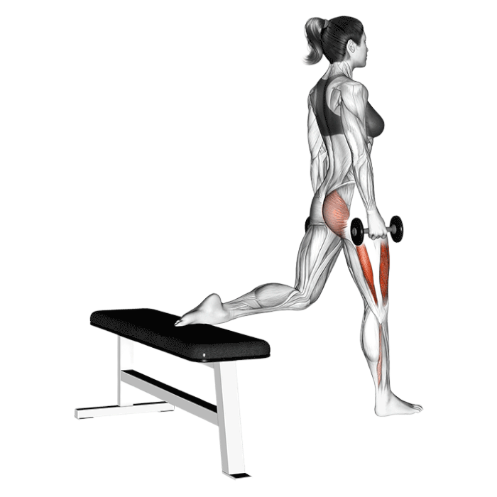 Squat bulgare (Haltères)