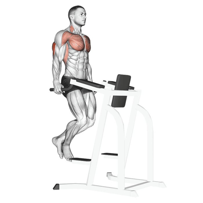 Animation Dips triceps