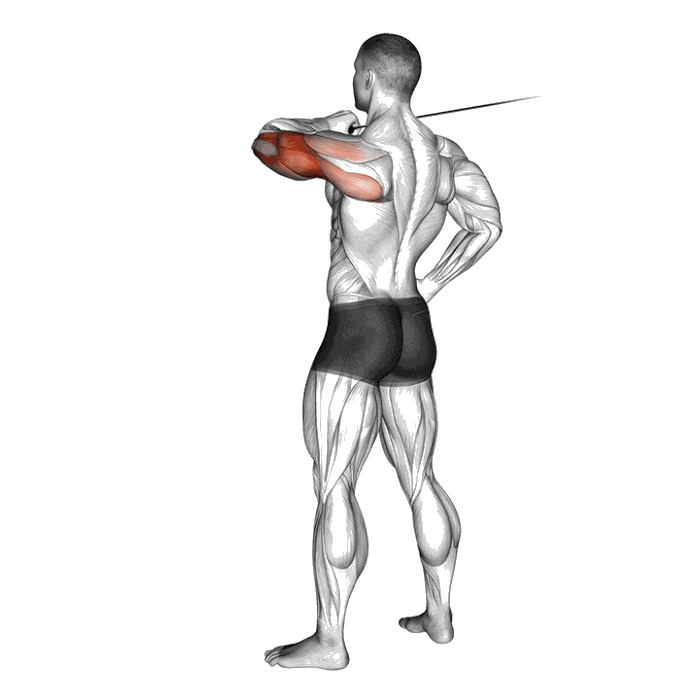 Animation Extension horizontale (Poulie)