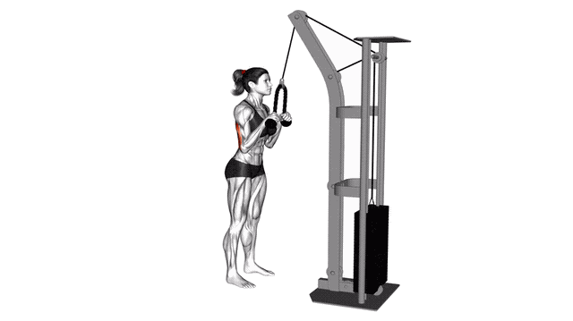 Animation Extension triceps a la corde (Poulie)