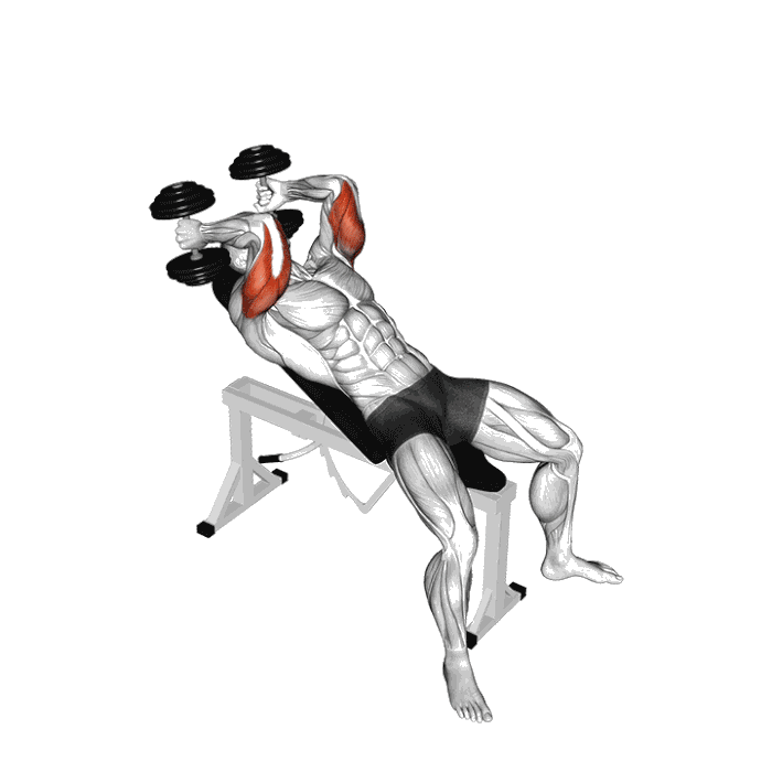 Animation Extension triceps banc incliné (Haltères)