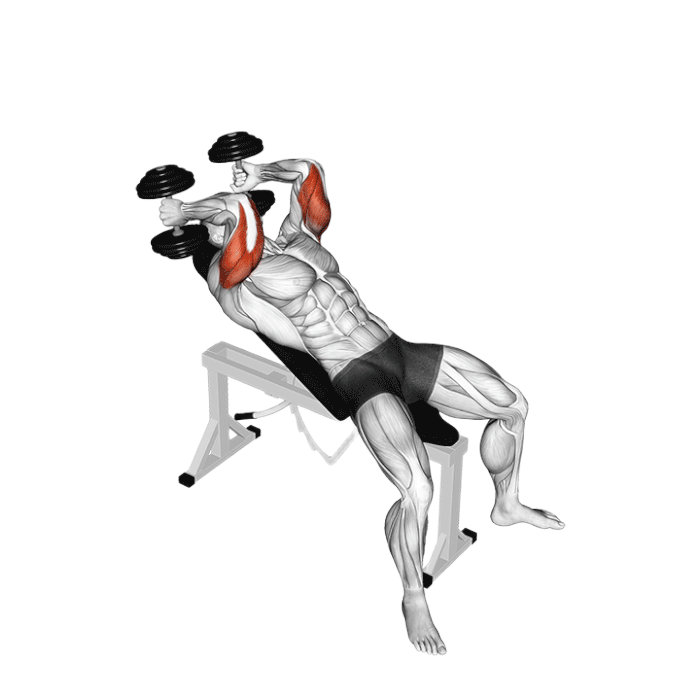 Extension triceps banc incliné (Haltères)