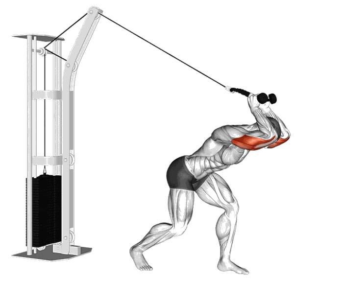 Animation Extension triceps derriere la tete incline (Poulie)