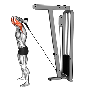 Extension triceps derriere la tete (Poulie)