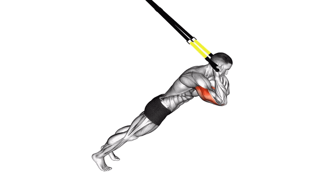 Animation Extension triceps (Suspension)