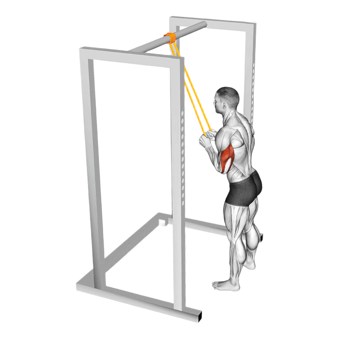 Extension triceps verticale (Élastique)