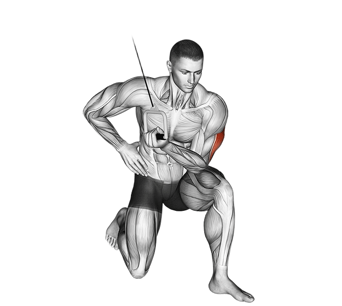 Extensions concentrés des triceps poulie