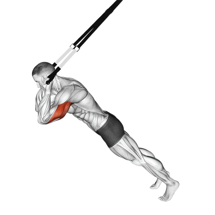 Extensions des triceps avec sangles de suspension